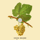 Savagnin | One