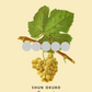 Savagnin | Vertical